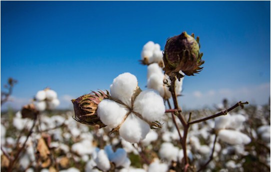 Buy Organic Cotton Fabric Made In The USA