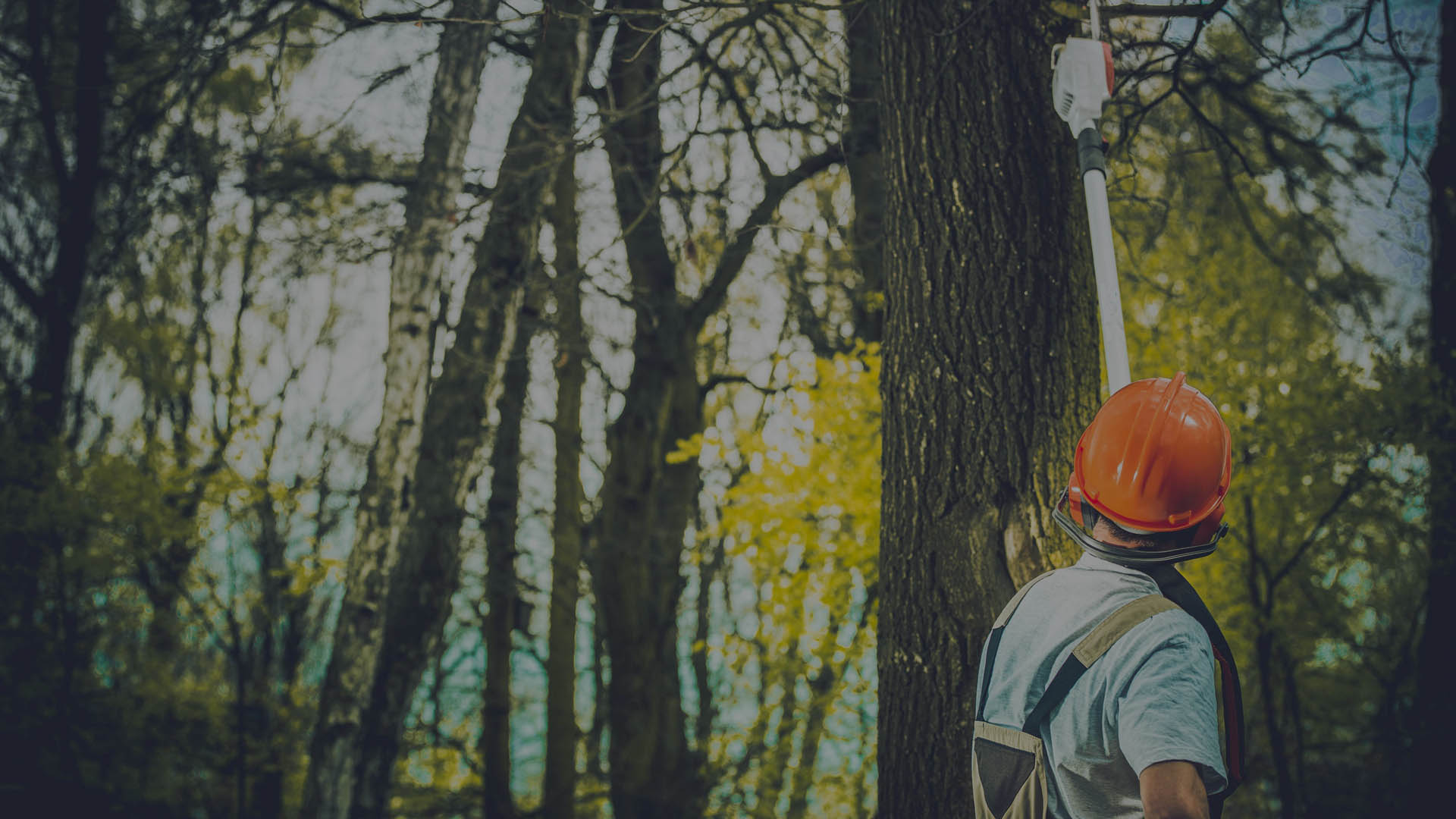 Baltimore Tree Service