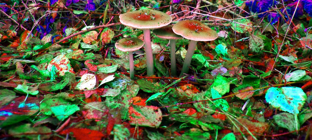 Just How Long Does a Trip on Magic Mushroom Last?