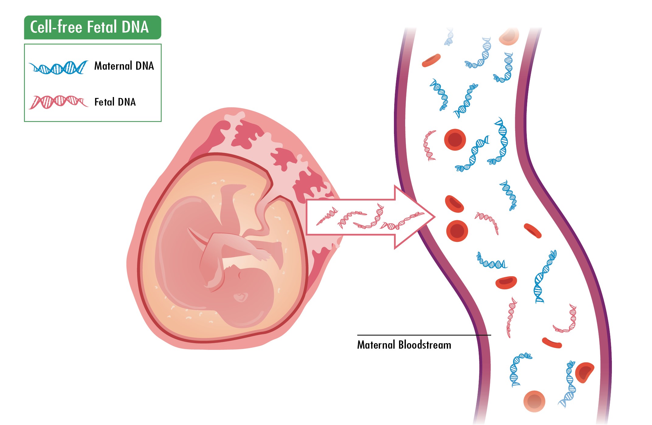 Non-Invasive Prenatal Testing Market- Analysis by Size, Share Latest Global Trends, Development, Future Growth, Revenue Forecast, Demand Forecast to 2027