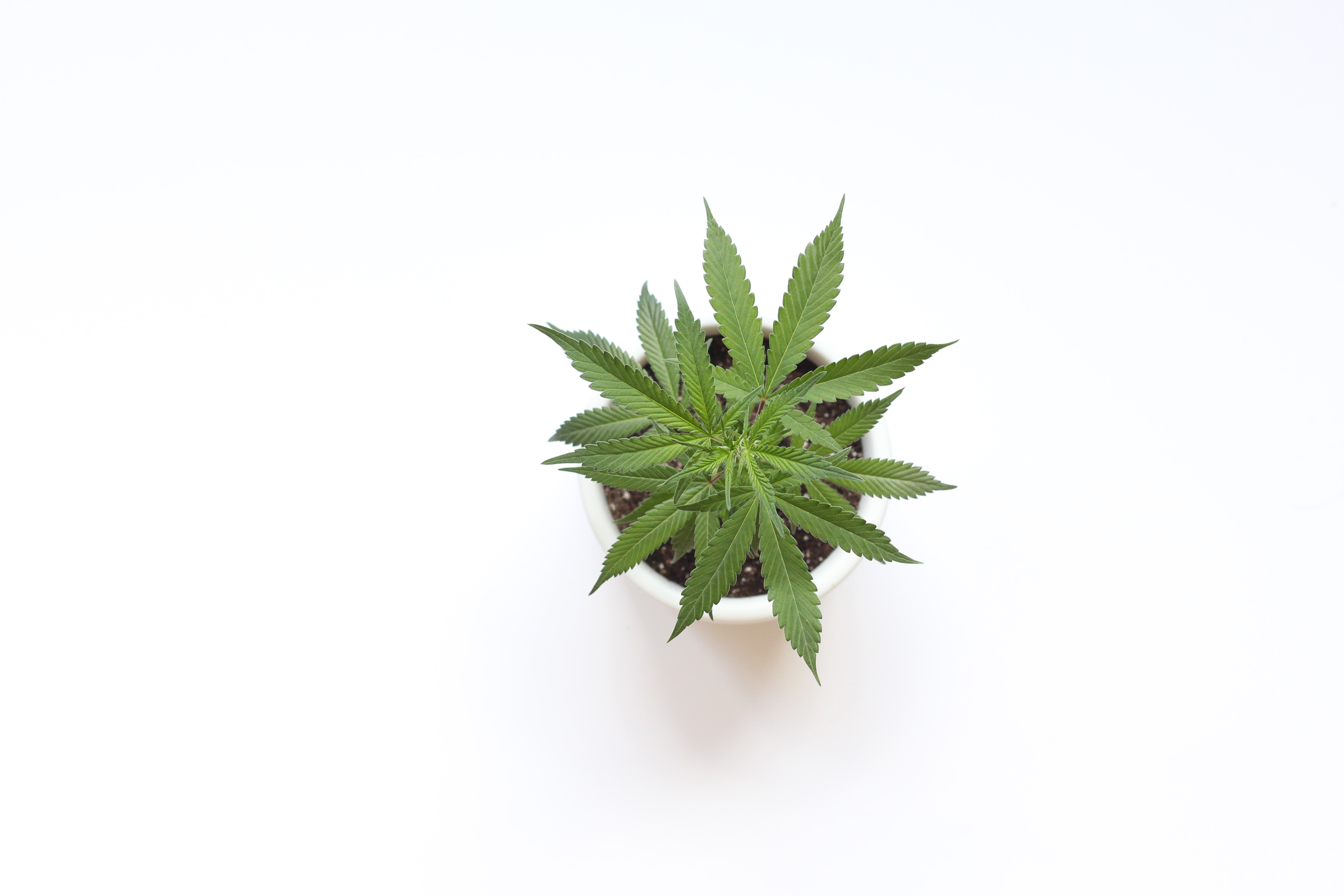 How Often You Require Medical Marijuana Card Renewal?
