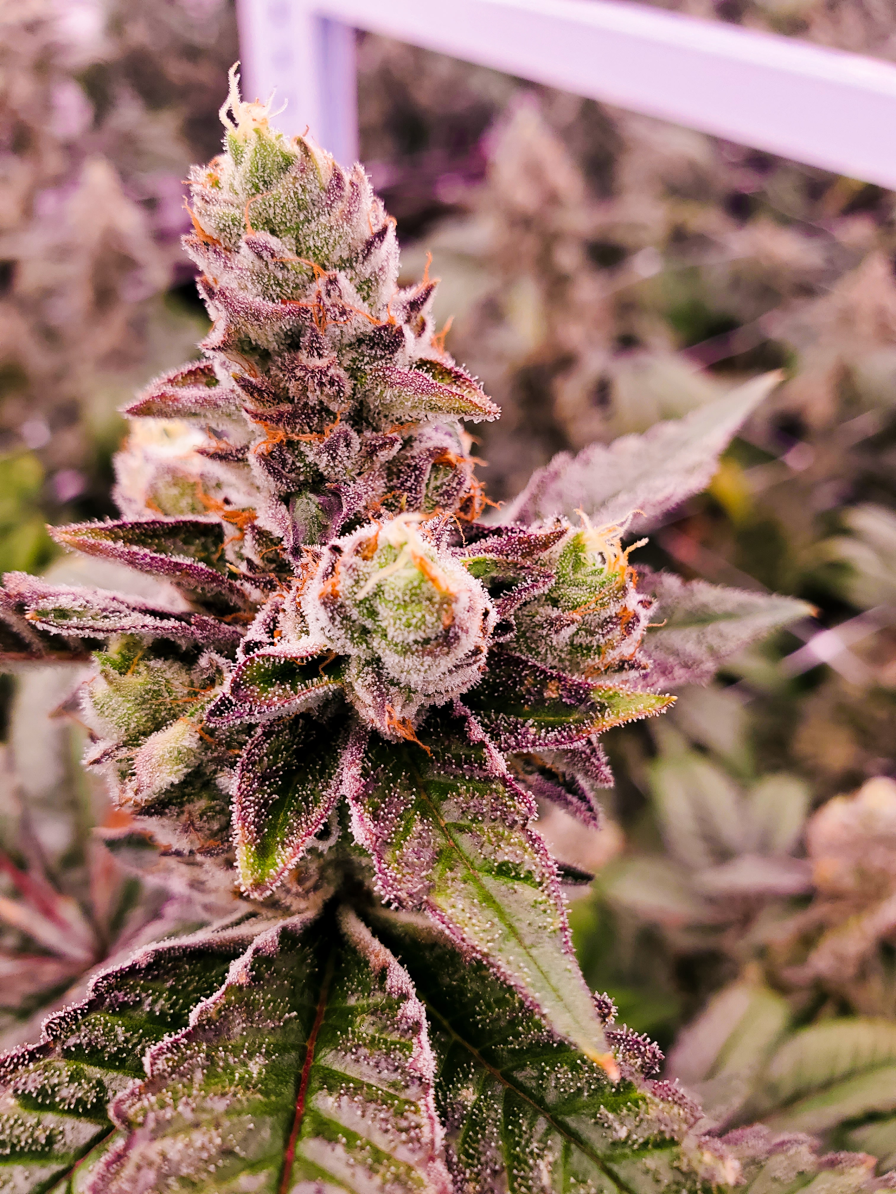 Help Yourself With Medical Marijuana Doctors Online