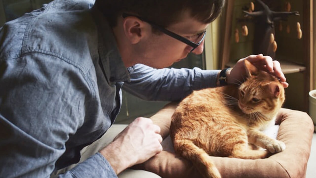 Cat Doctor Boise Idaho