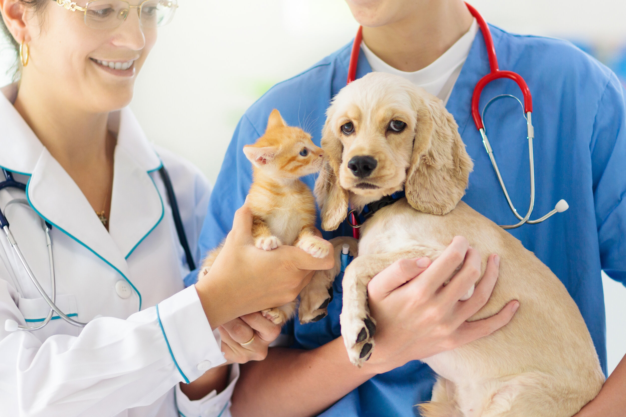Animal Hospital Manhattan KS