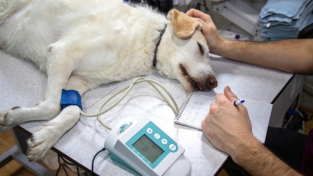 Veterinarian Boise Idaho