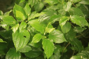 Can You Buy Kratom At Walmart