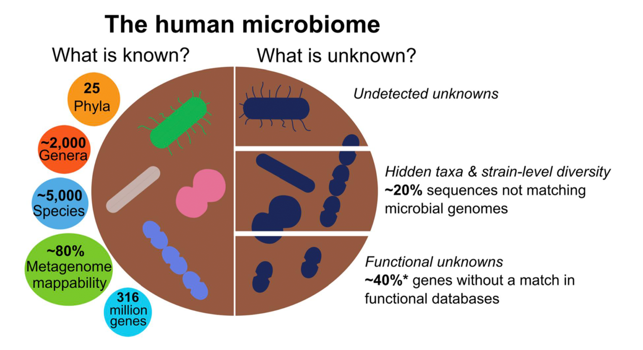 Human Microbiome Market Size, Status, Growth | Industry Analysis Report 2024-2032