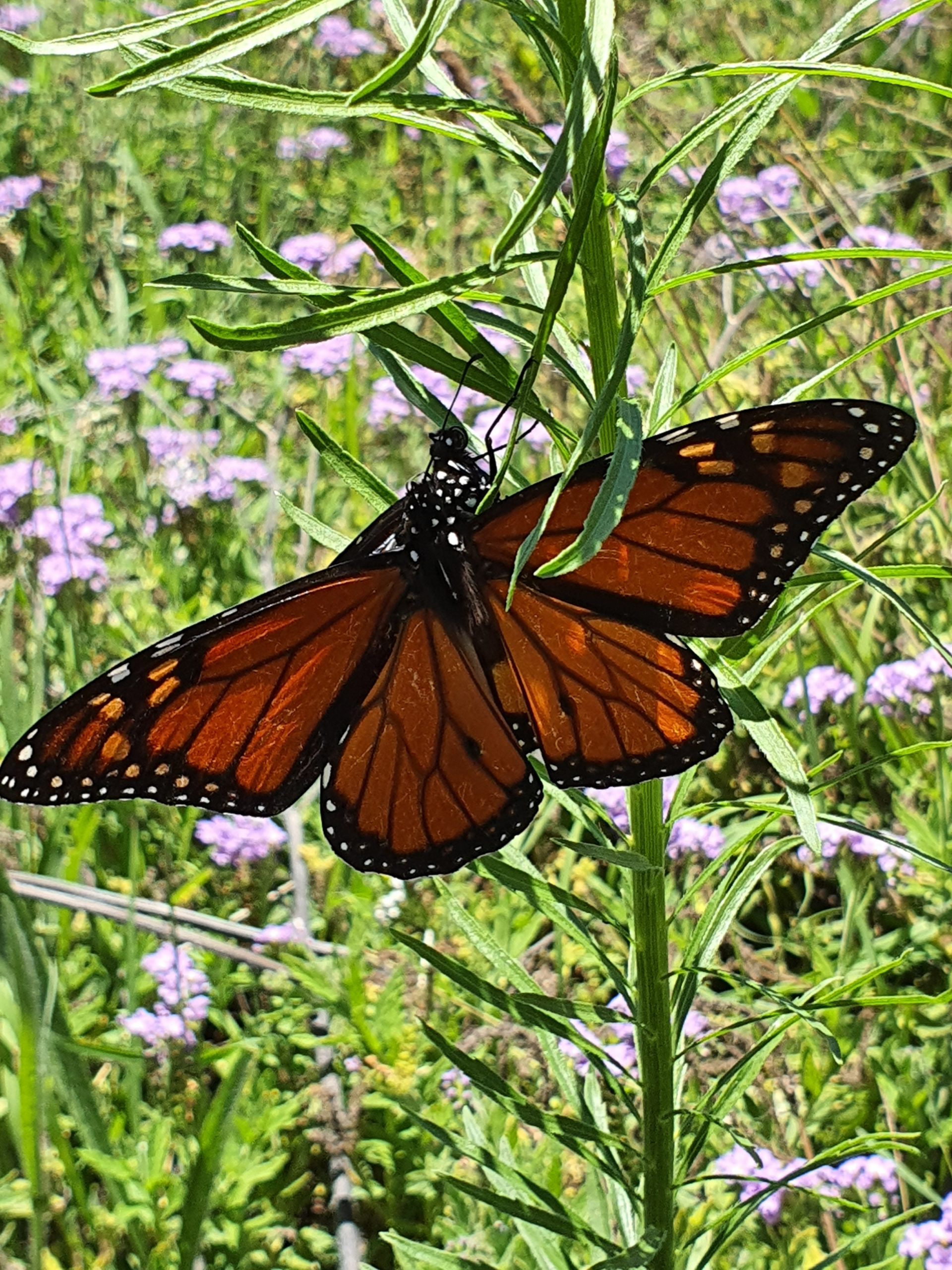 Wildlife Conservation and Management