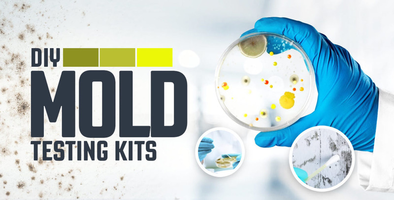 The important task of having professional mold testing done