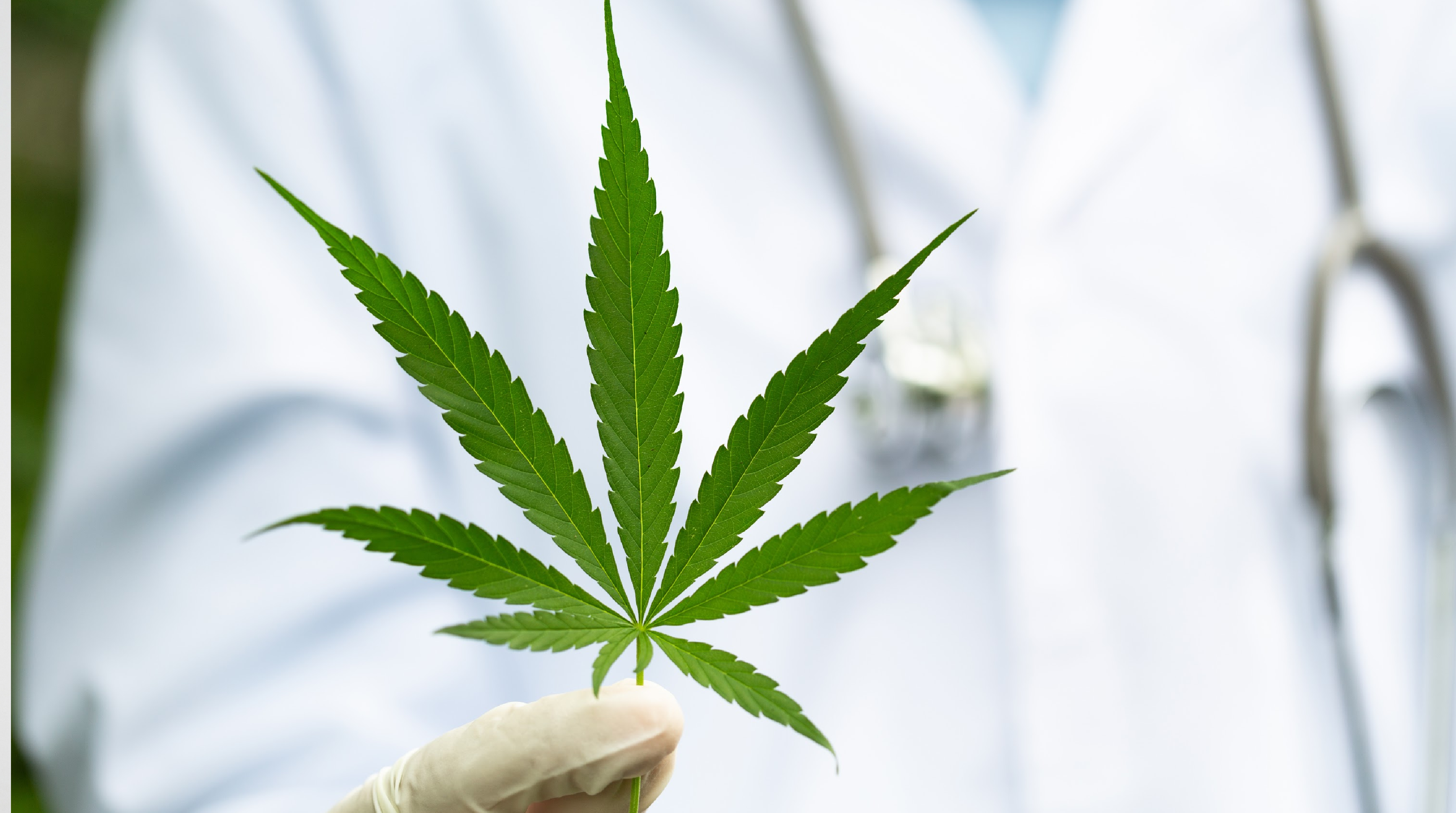 How to speak with medical marijuana doctors