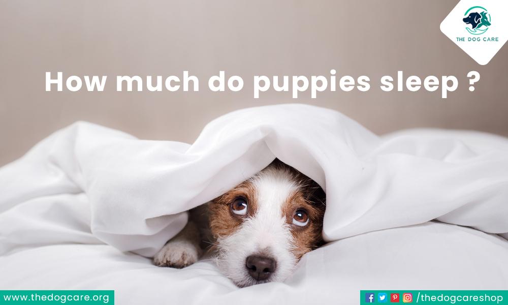 How Much Do Puppies Sleep