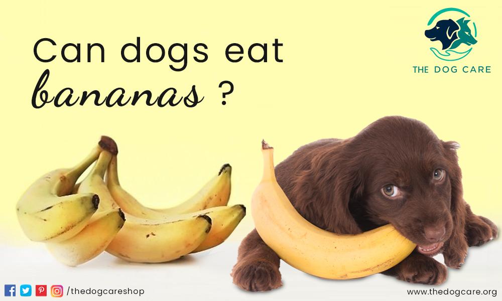 Can Dog Eat Banana