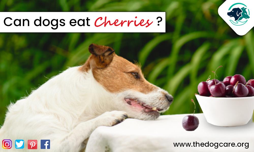 Can Dogs Eat Cherries