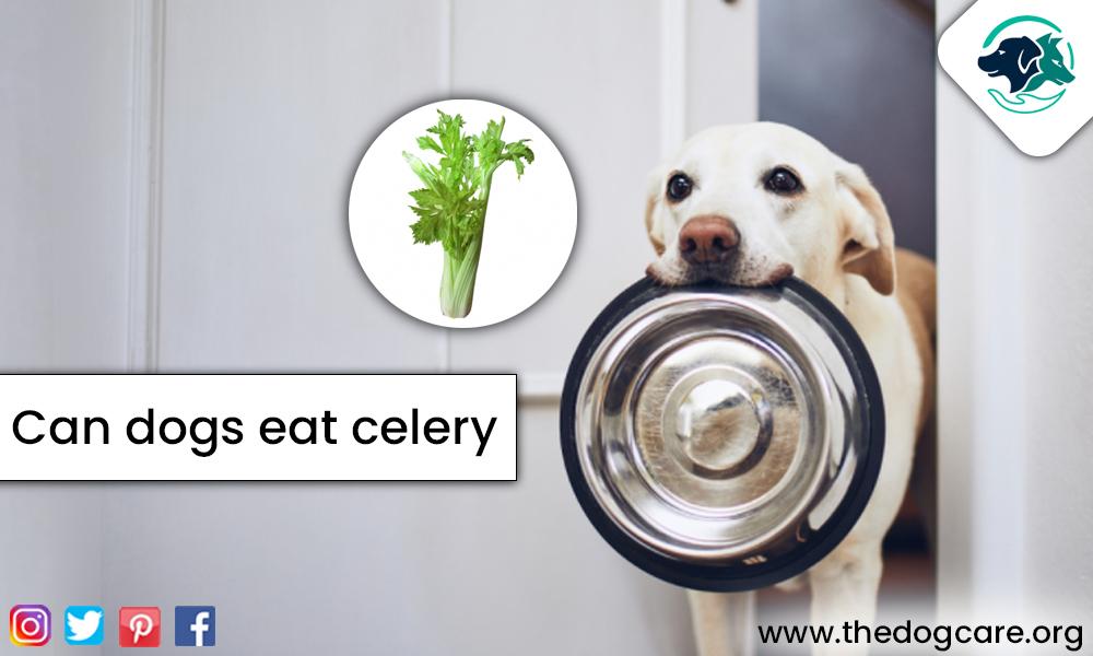 Can Dogs Eat Celery