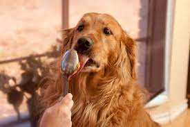 5 Health Benefits of Peanut Butter for Dogs