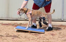 The 11 Best Dog Knee Braces To Help Your Pooch Stay Mobile