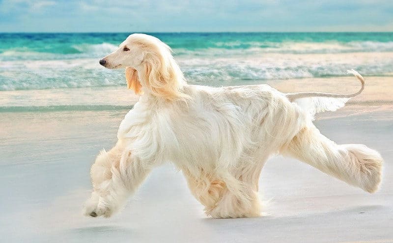 25 Most Expensive Dog Breeds