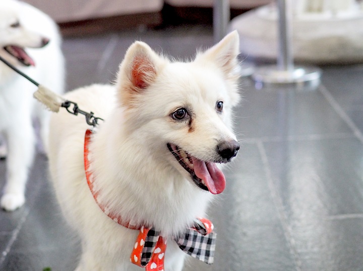 The 11 Best Tear Stain Remover for Dogs For A Super-Clean Coat