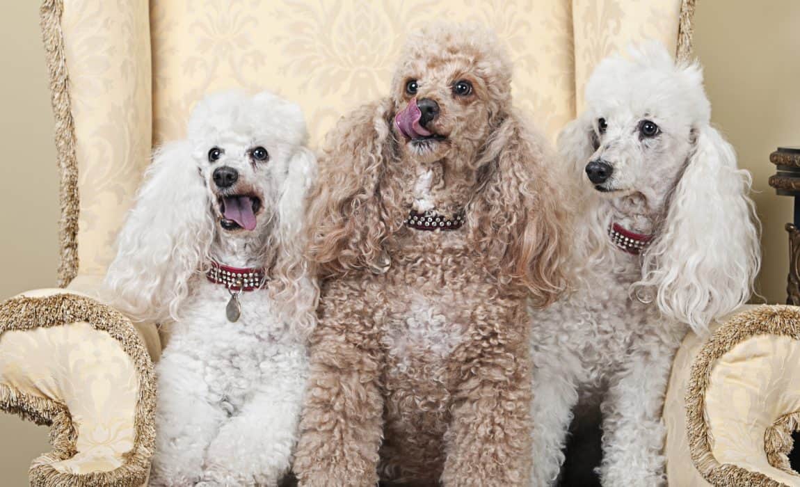 Different Types Of Poodles: Official And Unofficial