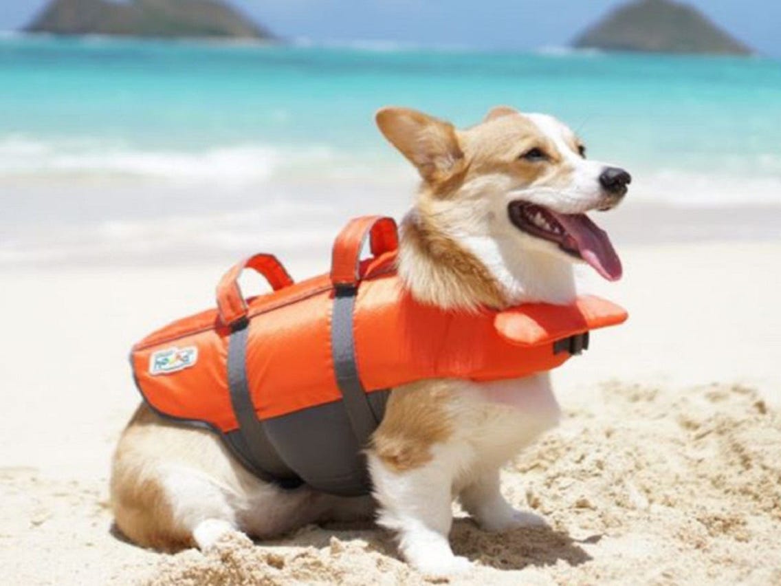 The 14 Best Dog Life Jacket