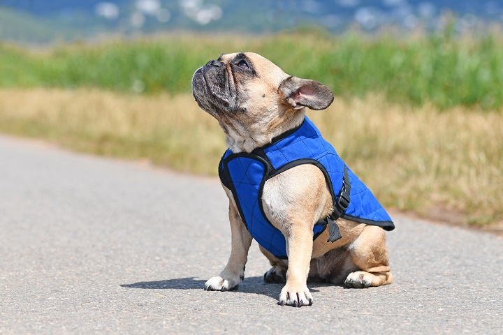 The 12 Best Dog Cooling Vests