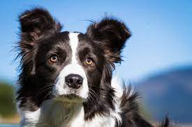 15 Best Border Collie Mixed Breeds