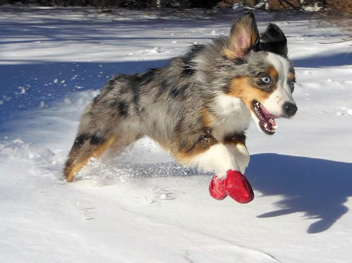 The 12 Best Dog Boots