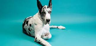 5 tips Where Can I Surrender My Dog for Free