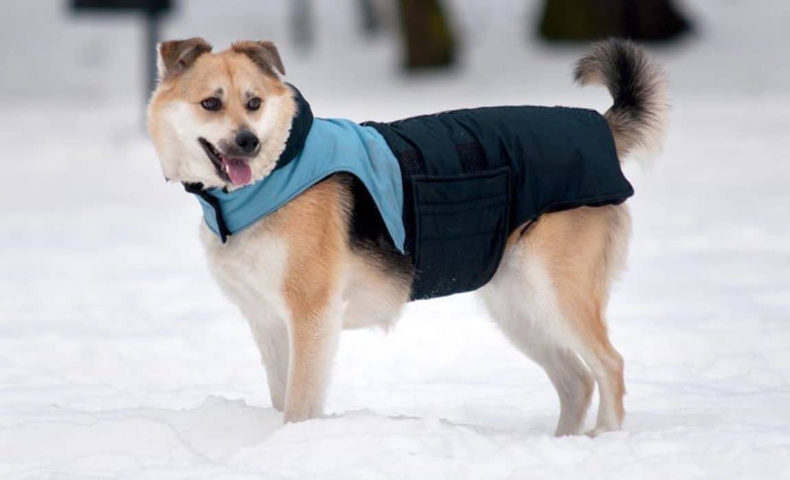 The 6 Best Dog Coats For Large Dogs