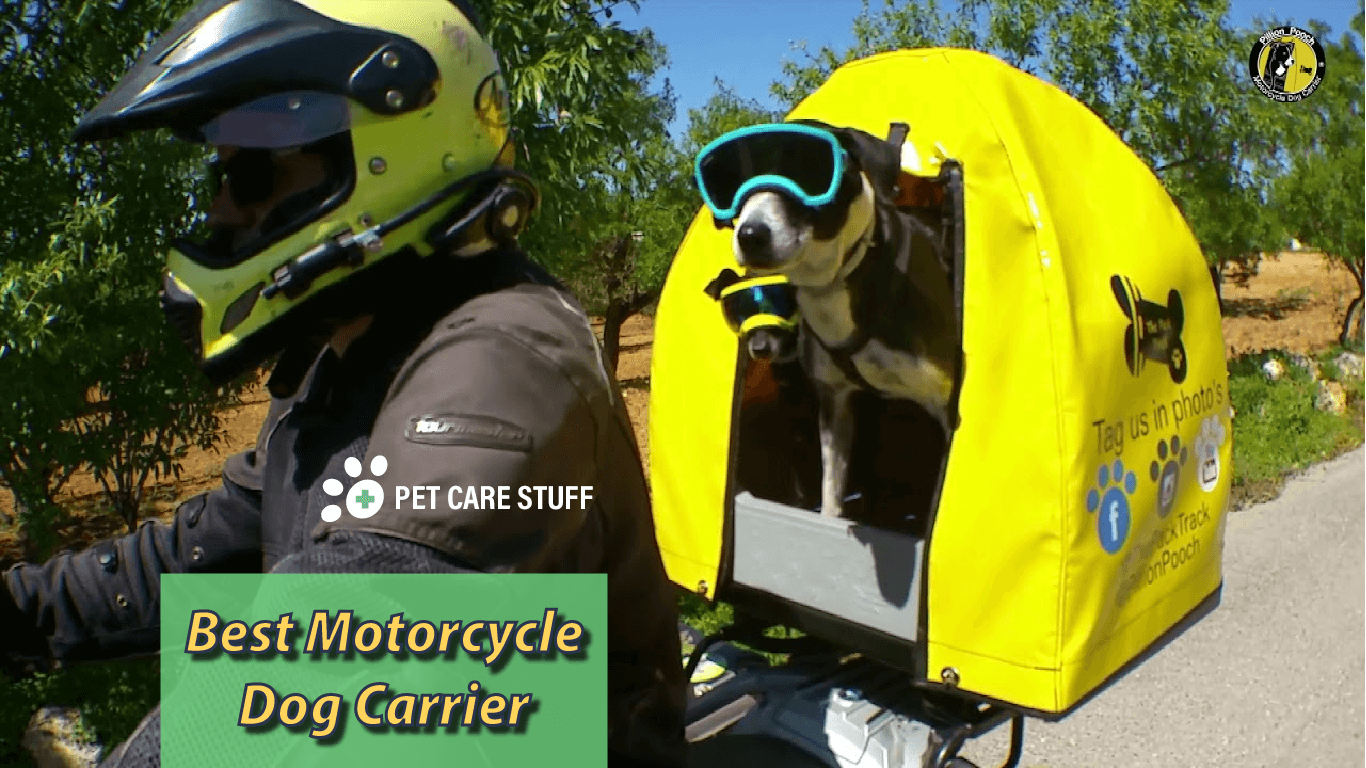 The 15 Best Motorcycle Dog Carrier