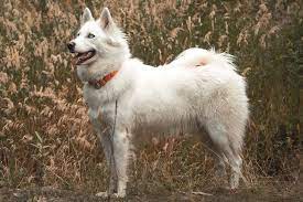 The Yakutian Laika Dog Breed