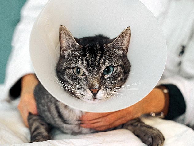 Does Your Cat Have Allergies ?