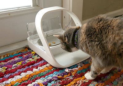 Does Your Pet Need A High-Tech Feeder?