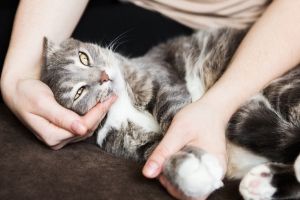 Treating Anxiety In Cats 