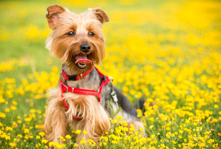 Pollen Allergies In Pets During Spring