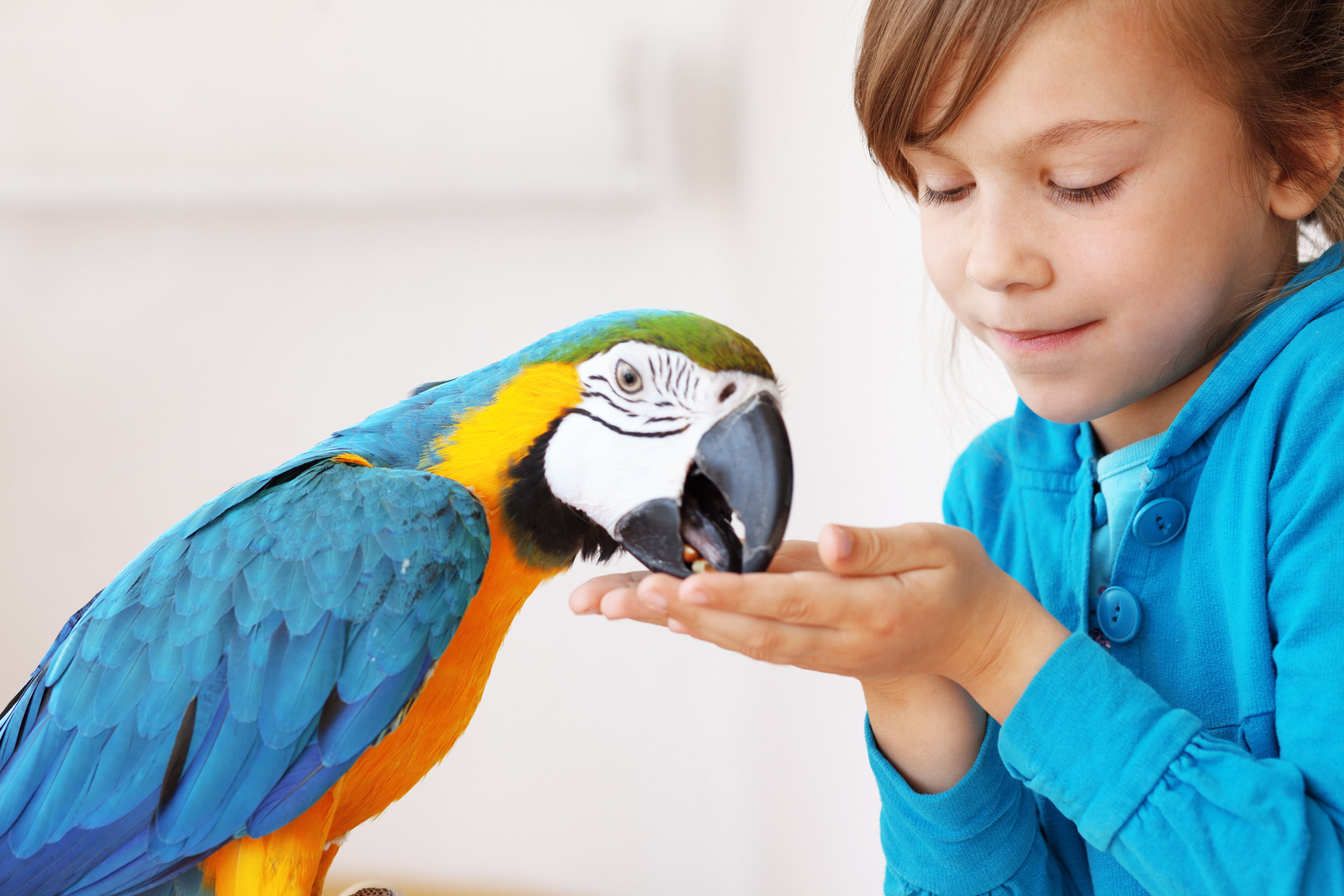 Taking Care of Captive Birds