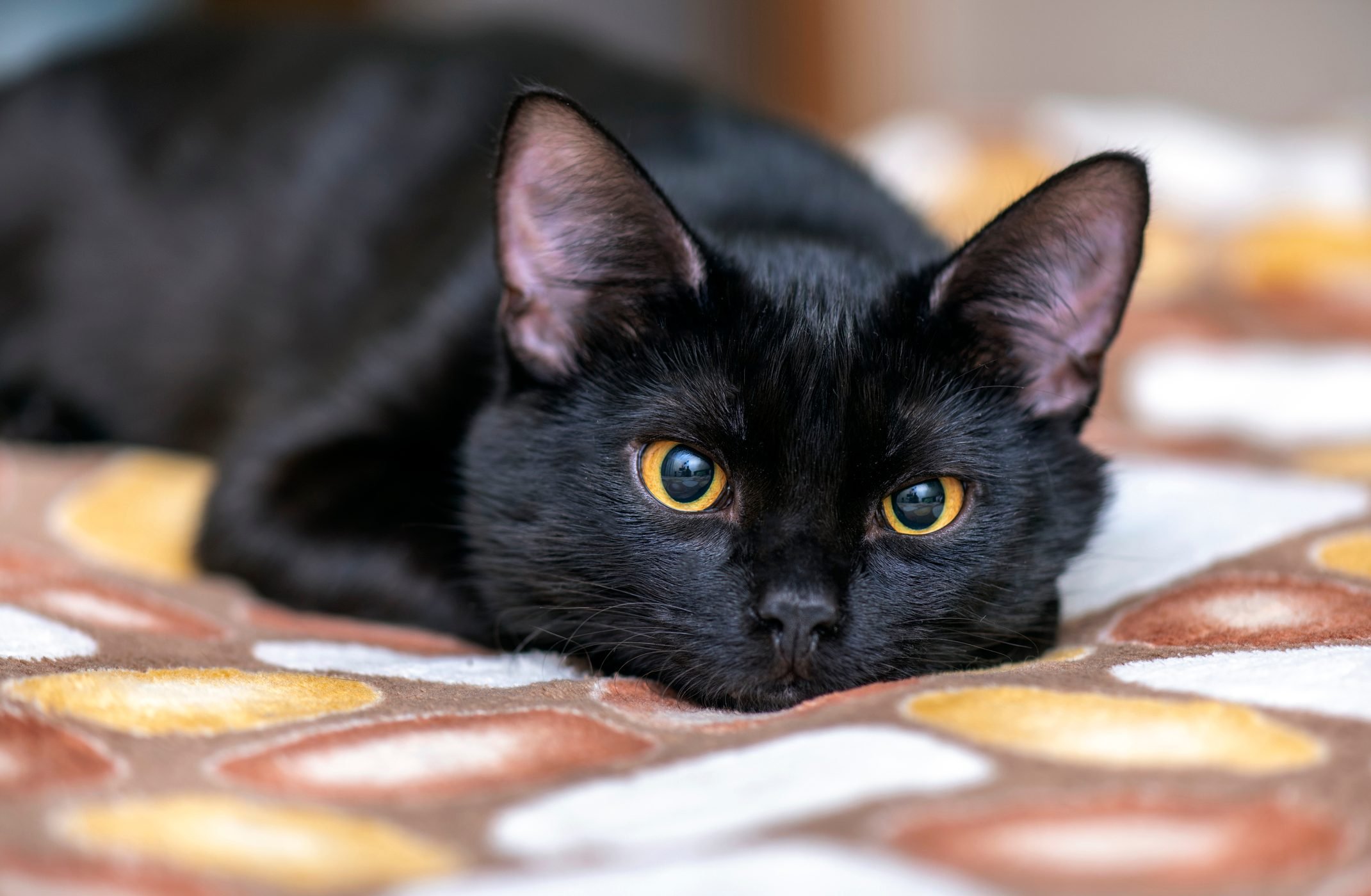 About Black Cats