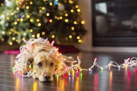 Safety Tips For Pets During The Holidays