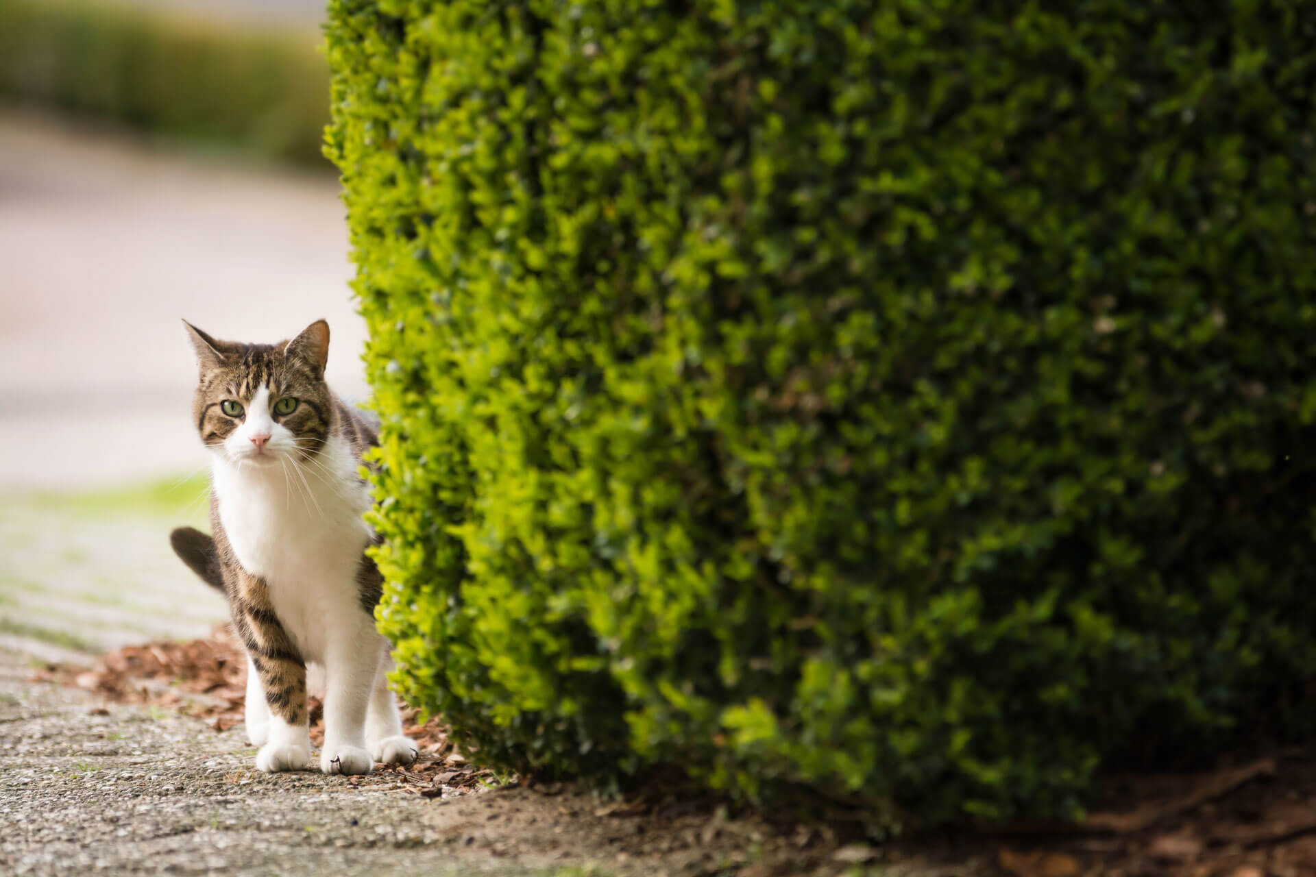 The Missing Cat