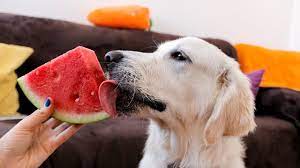 Human Foods Can Be Harmful To Your Exotic Pet