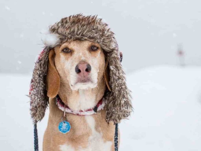 Cold Weather Safety Tips For Pets