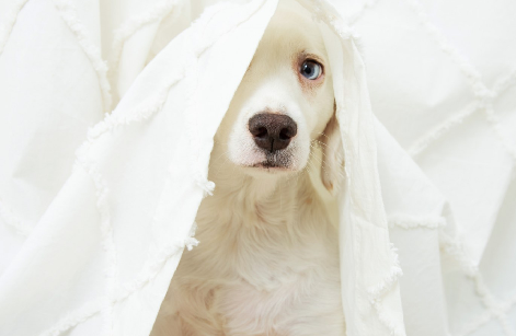 Tips To Keep Your Pet Comfortable During Fireworks