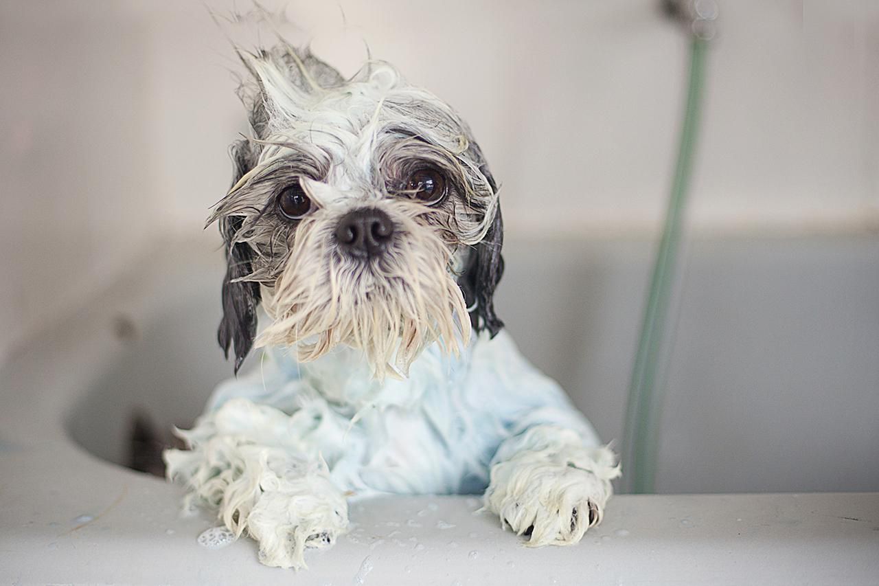 Bath Time For Your Shih-Tzu