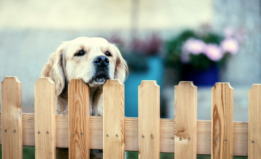 Dog-Proofing Your Backyard: Supervised Outdoor Play
