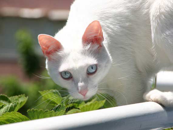 Can Cats Eat A Vegan Diet ?