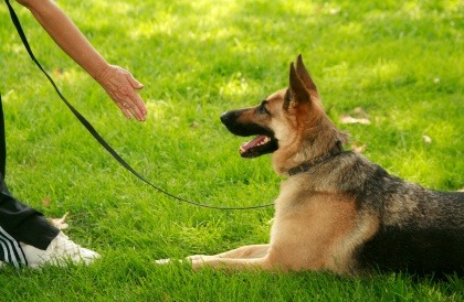 Advantages of Puppy Training Classes