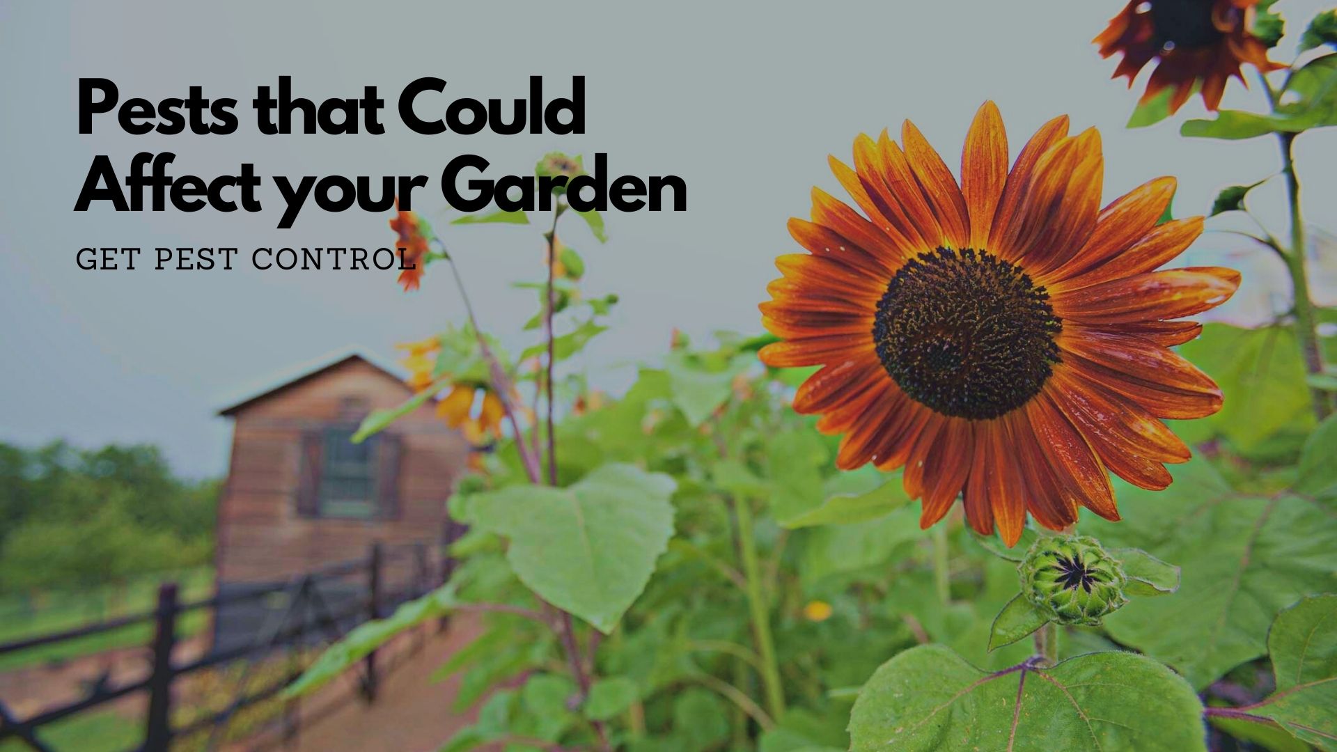 List of Destructive Pests that Could Affect your Garden