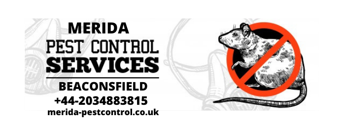 Pest Control Beaconsfield-- We Have Reliable Solution To Keep Your Business Pest Free