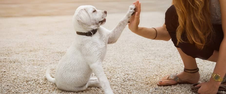 The Ultimate Guide to Training Your Dog