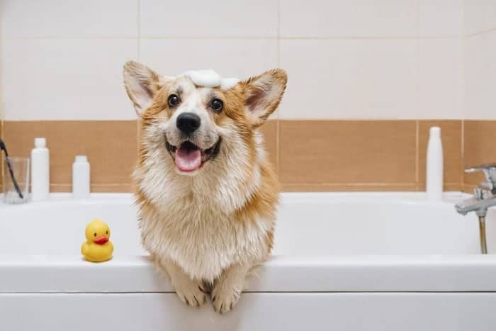7 Tips to Make Bathing Less Stressful for Your Dog